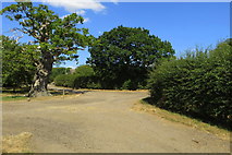 SP8554 : Oak at Chase Park Farm by Philip Jeffrey