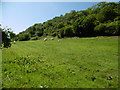 Glendun, sheep grazing