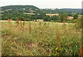 Field near Huish Cross