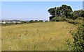 Field with telecom mast at Calderside