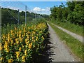 Dotted Loosestrife beside a path