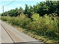 Natural herbaceous border, Mill Lane, Long Whatton