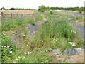 Reed bed at Black Swan junction 