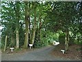 Track into the woods from Bedham Lane