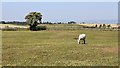 Paddock at Bonnyton