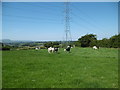 Dairyland, cattle grazing