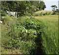 Giant hogweed (Heracleum mantegazzianum)