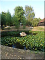 The village pond, Wisborough Green