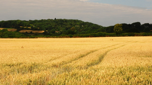 Ripening wheat, 2