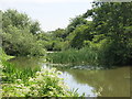 The River Mole south of Molesey Park Road (5)