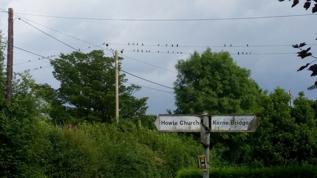 Swallows on the lines