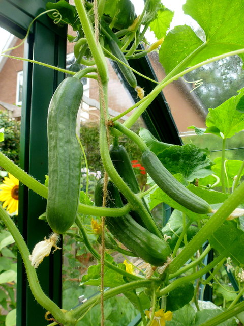 Cucumbers grow well here