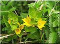 Yellow Loosestrife, Allaleigh