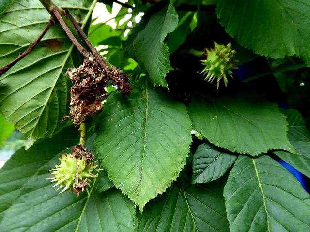 Horse chestnuts, Omagh