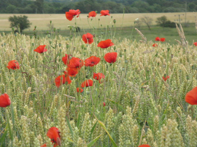 Poppies and winter wheat at Humbie