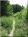 Path into Molesey Heath Nature Reserve