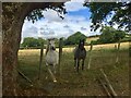 Inquisitive horses