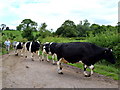 H5062 : Driving cows, Letfern by Kenneth  Allen