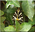 Jersey Tiger Moth, Chelston