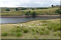 Sheep and Ponden reservoir