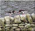 Oystercatchers at Ponden Reservoir