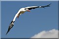 White Stork, Herring