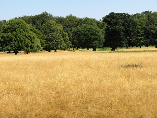 Scorched grass in the parkland at Houghton Hall