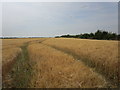 Barley field off Branston Road