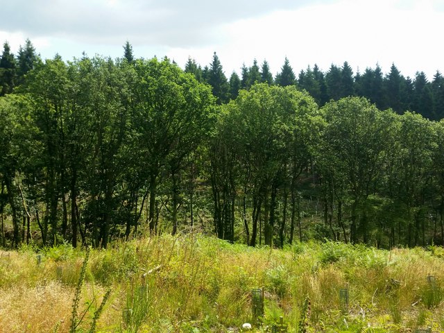 Wentwood Forest