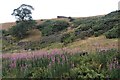 Scrubby slopes and field wall at Summerscales