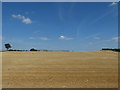 Wheat field at Mudfields Farm