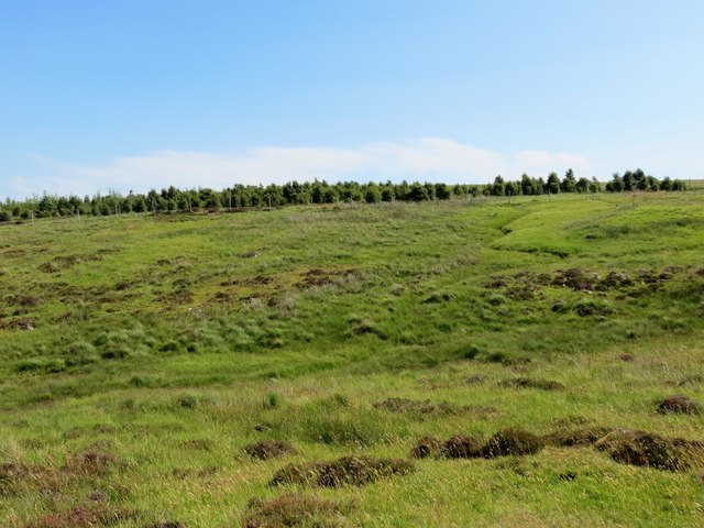 Natural woodland plantation above Loch an Eoin