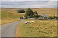 Grazers at Fell Head