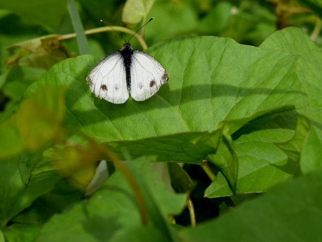 Green veined white butterfly, Bracky