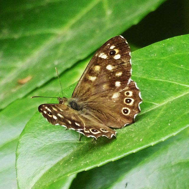 Speckled Wood butterfly, Cotswold Sculpture Park, Somerford Keynes