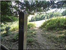 SX6845 : Path out of Stiddicombe Wood by David Smith