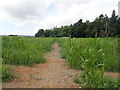 Maelor Way, through a field of maize