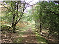 Footpath in Cilygroeslwyd Wood