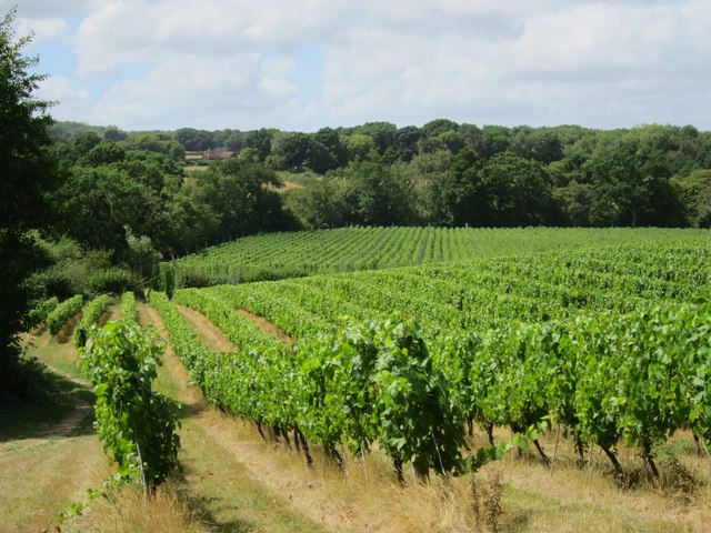 Vineyard and hop field by Bodiam Road