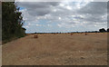 Bales in Harvested Field, Writtle 