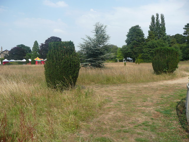 Yew bushes and wild flower meadow, Lotherton Hall estate