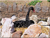 SX9676 : Black Swan Nesting, Dawlish Water by David Dixon