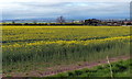 Oil seed rape at Clappers