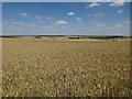 TL2280 : Wheat field by Hugh Venables