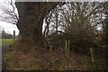 Hedgerow oak, Longnor