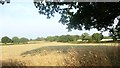 Evening tree shadow, north of Hobb Lane