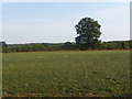 Tree in a field boundary, near Marchington Woodlands