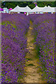 TQ2761 : Mayfield Lavender Farm by Ian Capper
