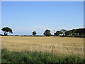 Harvested field