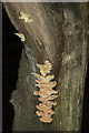 SK0543 : Chicken of the Woods fungus by Malcolm Neal